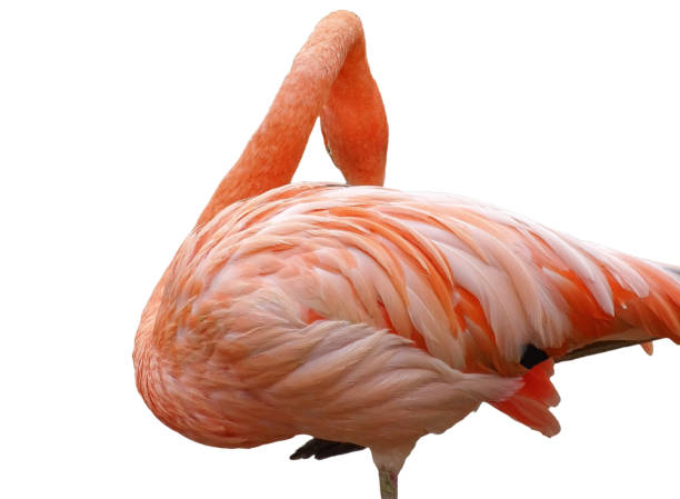 istock Pink flamingo isolated on white 2184948291