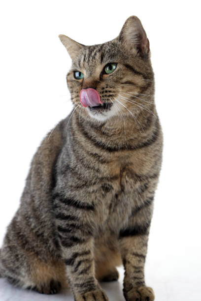 istock Grey Brownie  Cat with Emerald Eyes 2184948463