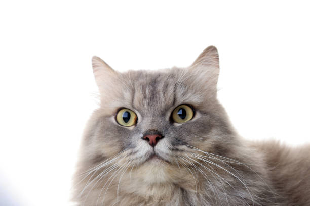 Siberian Cat Waiting at His Plate for Food.