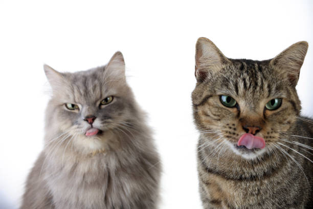Two Cats Licking Tongue on White Background