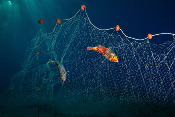 Par Net Fish 70+ Mediterranean Parrotfish Stock Photos, Pictures & Royalty-Free ...