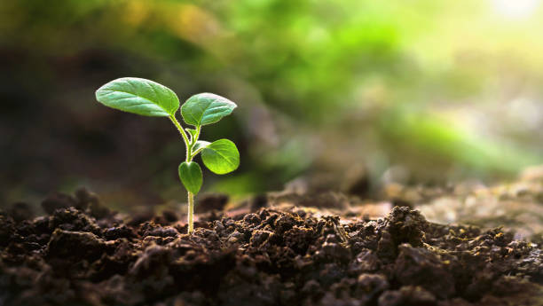 istock small green plant is growing in the dirt 2184952784