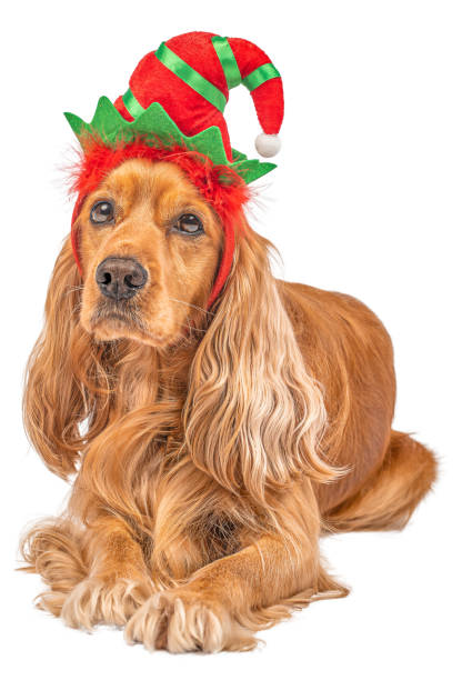 Cavalier King Charles Spaniel wearing a santa claus hat. Christmas dog postcard with extra copy space.