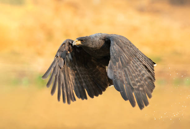 A Great Black Hawk, Buteogallus urubitinga, having just lifted off from a river in the Pantanal area of Brazil. Droplets of water can be seen behind the bird. Note that the focus is on the bird's eye, and there is subject movement in the wings.