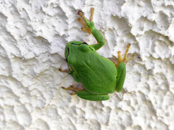 Amphibians portraits: toads and frogs studio shots. Tree frog Hyla arborea.