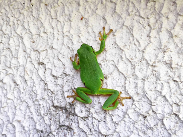 small green frog sitting on the leaves of lily of the valley