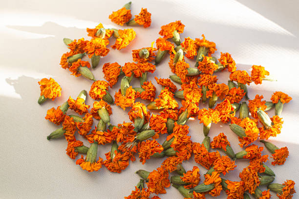 istock Orange dried marigold flowers on white background. 2184959024