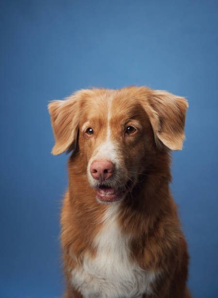 istock Nova Scotia Duck Tolling Retriever portrait with gentle expression 2184959151