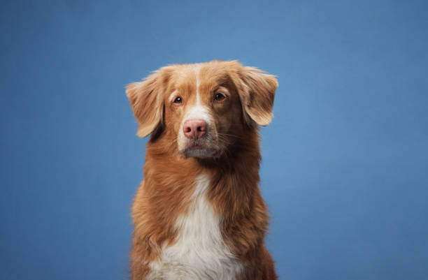 istock Nova Scotia Duck Tolling Retriever close-up on blue background 2184959174