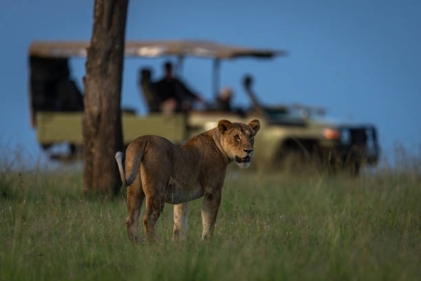 istock Lioness stands near jeep parked by tree 2184960224