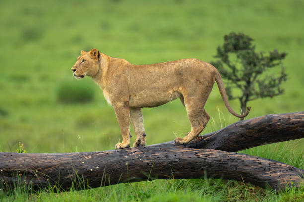 istock Lioness stands on log on grassy plain 2184960298