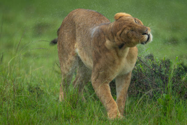 istock Lioness stands shaking off raindrops from head 2184960328