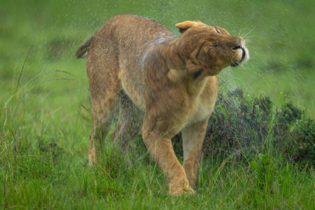 istock Lioness stands shaking off water from head 2184960334