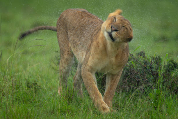 istock Lioness stands shaking off rainwater from head 2184960337