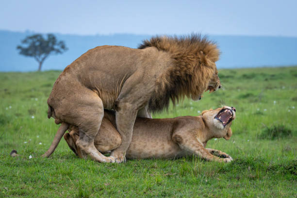 istock Lions snarl at each other during mating 2184960459