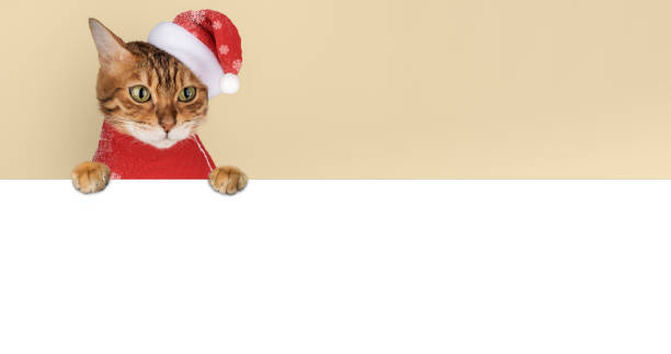 istock Adorable Bengal cat in Santa hat. 2184960613