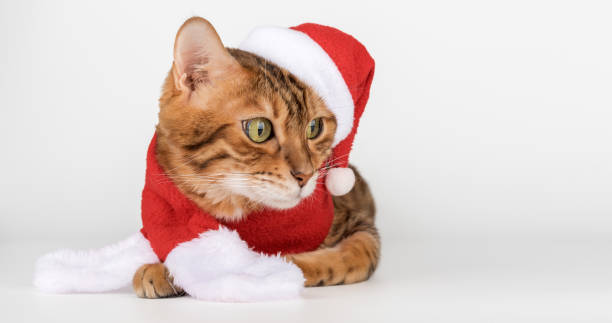 istock Adorable Bengal cat in Santa hat. 2184960639
