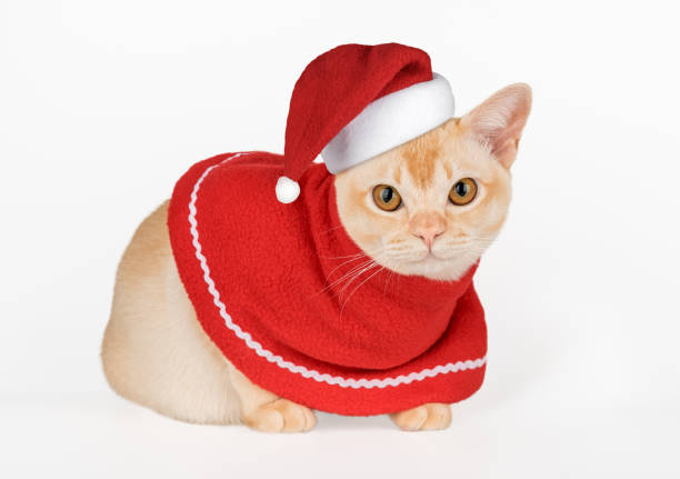 Adorable Burmese kitten in Santa hat. Christmas cat for advertising isolated on white.