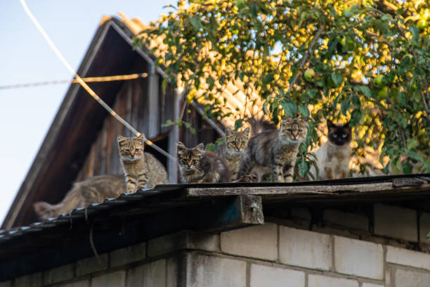 Homeless cats on the roof. Selective focus. Animal.