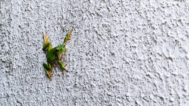 Hyla arborea close up