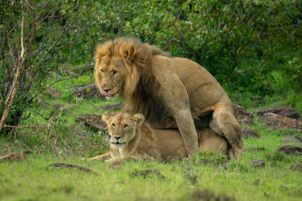 istock Male lion licks lips mating with lioness 2184961641