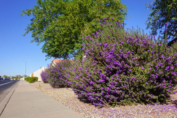 istock Blooming Leucophyllum Frutescens also known as Texas Sage or Texas Rangers Shrub 2184961684