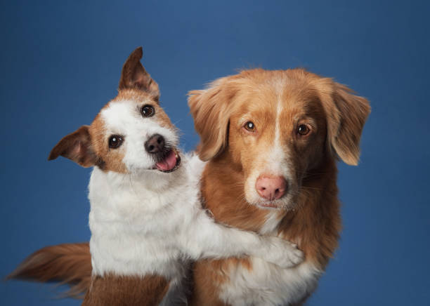 Jack Russell Terrier cuddling Nova Scotia Duck Tolling Retriever A Jack Russell Terrier cuddles a Nova Scotia Duck Tolling Retriever dogs against a blue background, expressing warmth and affection. two dogs hugging stock pictures, royalty-free photos & images