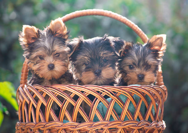 istock Three two-month-old Yorkshire terrier puppies in a wicker basket 2184963555