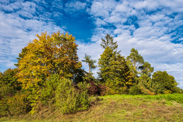 Colorfully colored bushes and trees under a white-blue sky in Franconia in autumn