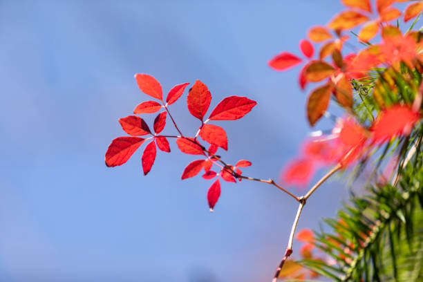 Red leaves in autumn at Mount Lushan, China