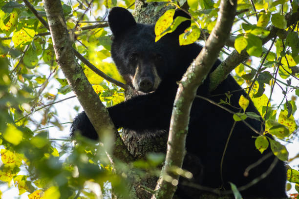 istock Young Black Bear in leafy tree with glimpse of sunlight looking down in High Point State Park, New Jersey 2184966032