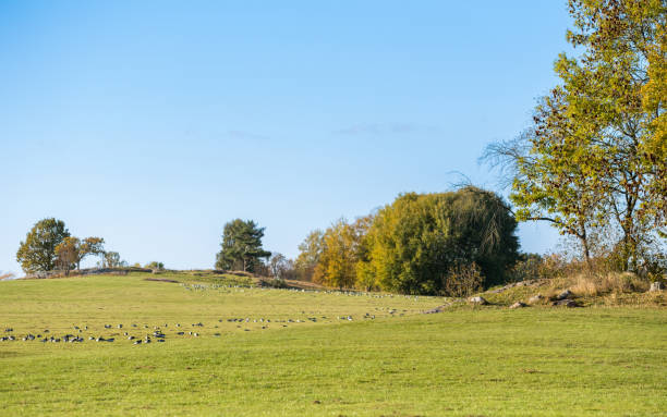istock Historic hills and meadows during autumn in Sweden 2184966130