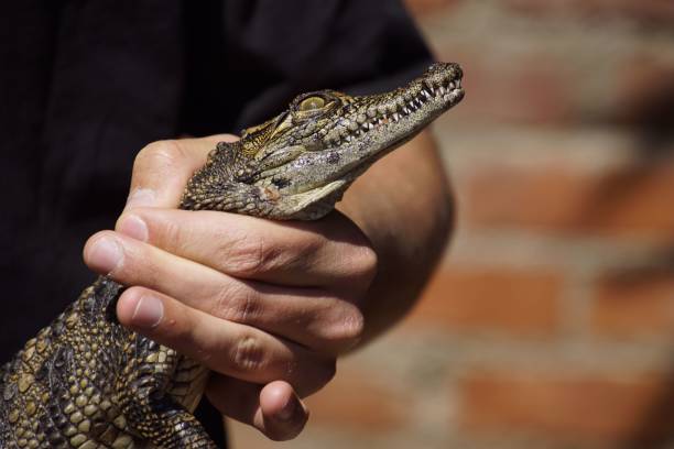 istock Person holding a baby crocodile close-up 2184967593
