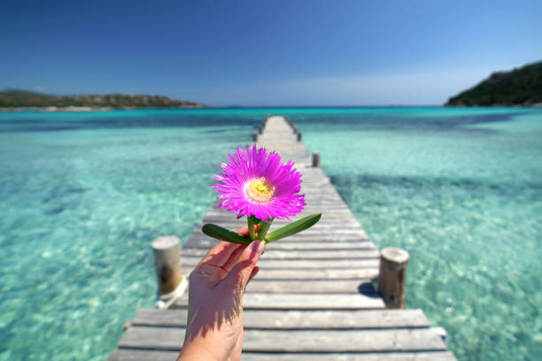 hand holding a flower over wooden pier on a beach with turquoise sea on the island Corsica