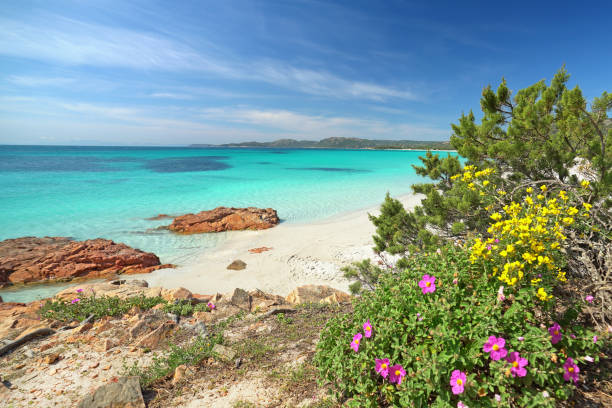 istock flowers on a Mediterranean beach in spring time 2184968772