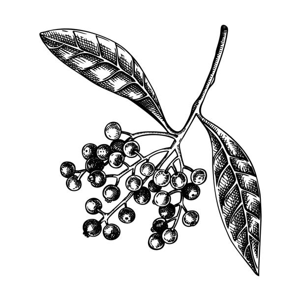 Allspice sketched illustration Allspice plant with berries sketch. Kitchen spice drawing. Mexican herbs and spices hand-drawn vector illustration. NOT AI genereted allspice stock illustrations