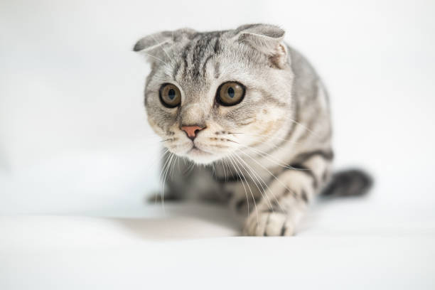 istock Portrait of a frightened Scottish fold cat sitting on a light grey background. 2184971320