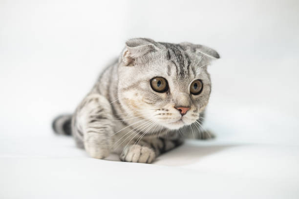 Portrait of a frightened Scottish fold cat sitting on a light grey background