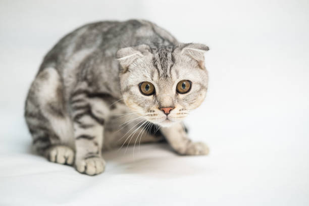 istock Portrait of scottish fold cat lying on light gray background. 2184971340