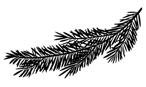 minh họa vector với hình bóng của cành thông hoặc linh sam. vẽ bằng cây thông noel cho thiệp chúc mừng năm mới hoặc lời mời ngày lễ. bóng đen của cành cây lá kim cho xmas. khắc thực vật - chi thông hình minh họa sẵn có
