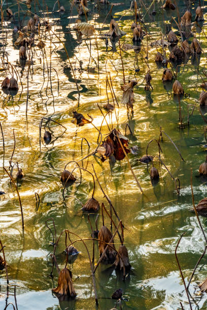 Autumnal decaying lily leaves in lake