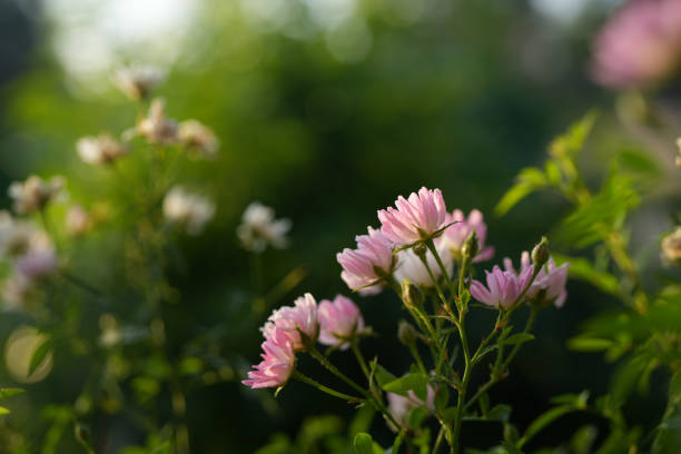 small pink rose blooming with close up