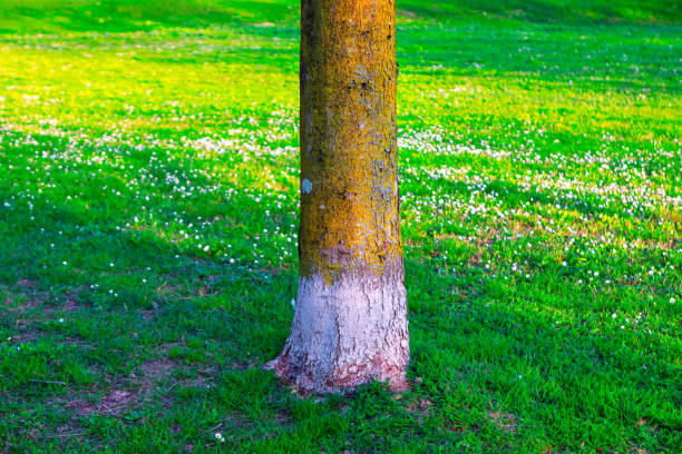 Tree trunk in the park with green grass and flowers in the background. Lush meadow with lawn and daisies