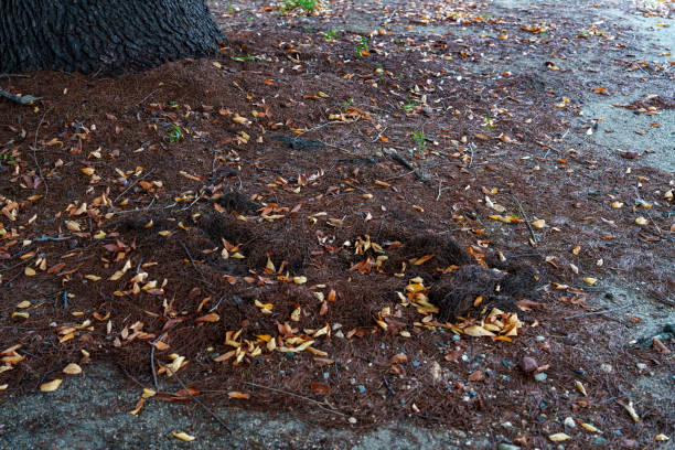 Fallen leaves that die and fall to the ground in autumn.