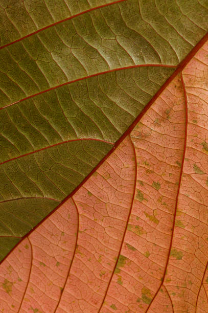 istock Colorful leaf of Acalypha wilkesiana 2184976873