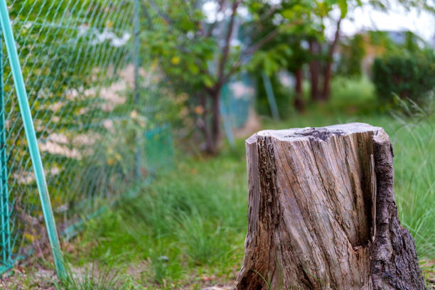 Stump in the middle with green grass.