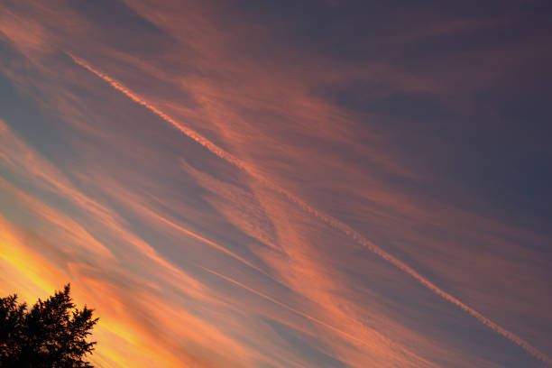 silhouette of coniferous tree against the romantic sunset sky