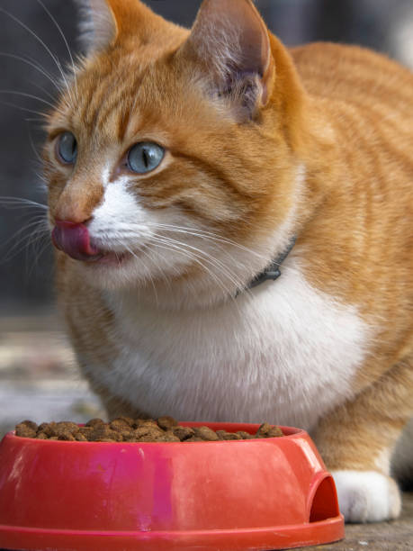 istock Cat eating kibble and licking whiskers 2184983150