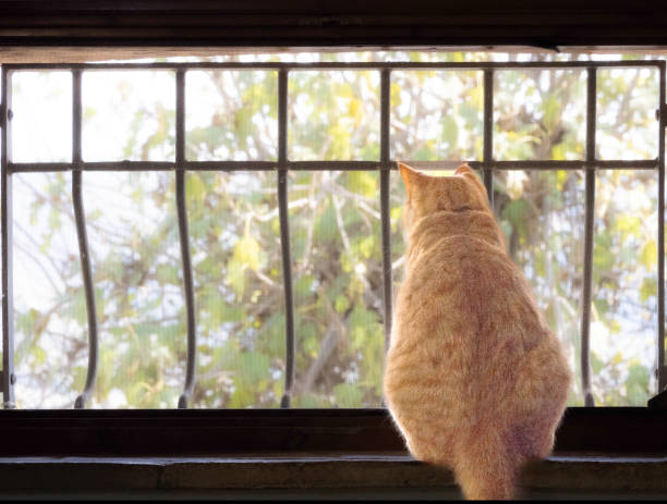 Ginger cat at the window