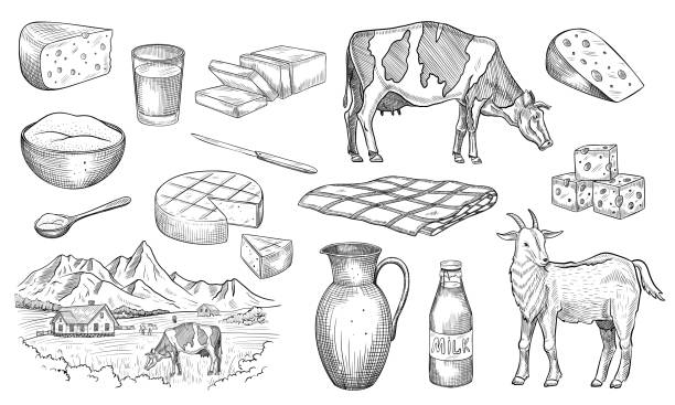 Vector illustrations of Dairy products - cheese, milk and curd. Linear drawing with farm animals - cow and goat painted by black inks. Outline etching for cookbook or menu. Engraving of food.